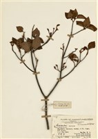 藏品(華麗杜鵑)的圖片